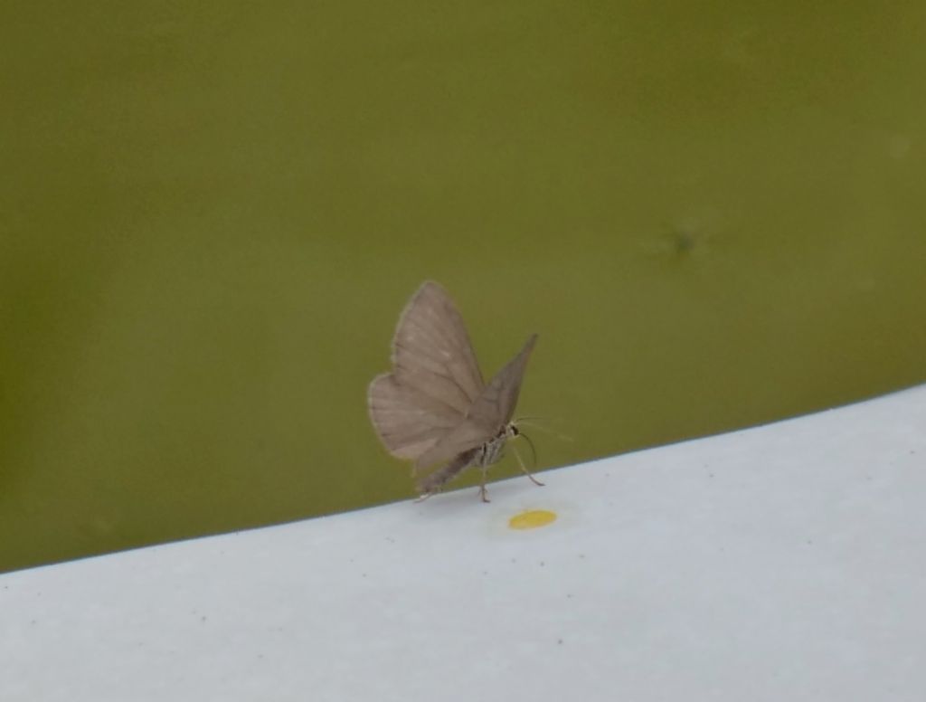 Farfalla da identificare